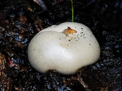 Marasmiellus candidus