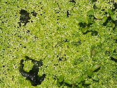 Agriocnemis femina oryzae