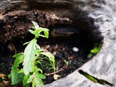 Marasmiellus candidus