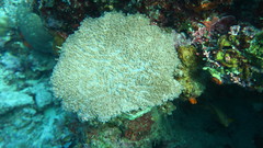 Physogyra lichtensteini