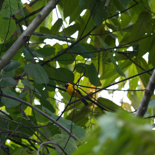 Carterornis chrysomela observed 2026-06-26