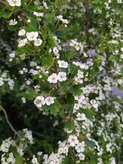 Crataegus × media