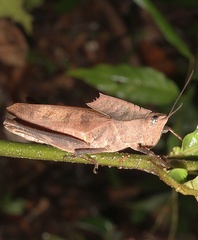 Colpolopha praemorsa