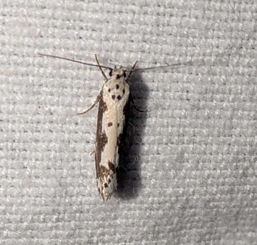 Ethmia marmorea photo 4
