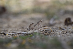 Hierodula tenuidentata