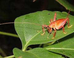 Brachybaenus bimucronatus