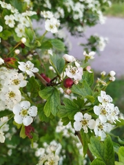 Crataegus × media
