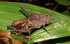 Colpolopha praemorsa