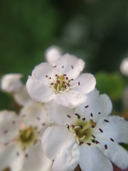 Crataegus × media