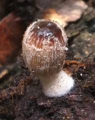 Coprinellus flocculosus