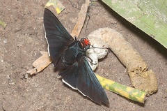 Pyrrhopyge