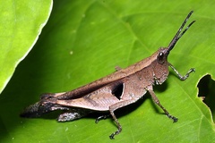 Xiphiola cyanoptera