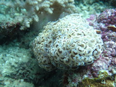 Fimbriaphyllia ancora