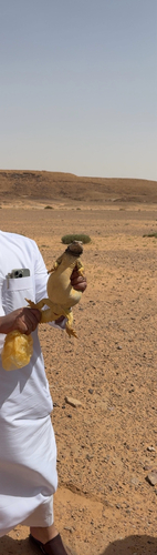 Egyptian Spiny–tailed Lizard