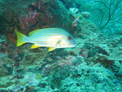Plectorhinchus chrysotaenia