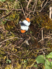 Anthocharis julia flora