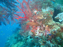Cephalopholis cyanostigma