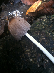 Coprinellus flocculosus