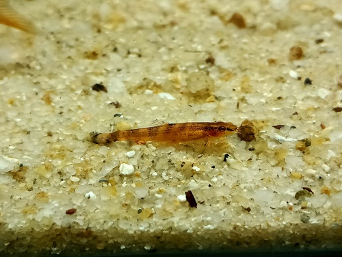 Dwarf hillstream loach (Neohomaloptera johorensis) — Balitoridae