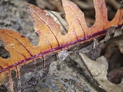 Sonchus hierrensis
