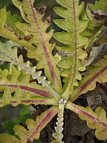 Sonchus hierrensis, photograph 3