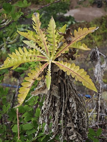 Sonchus hierrensis, photograph 4
