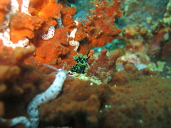 Nembrotha