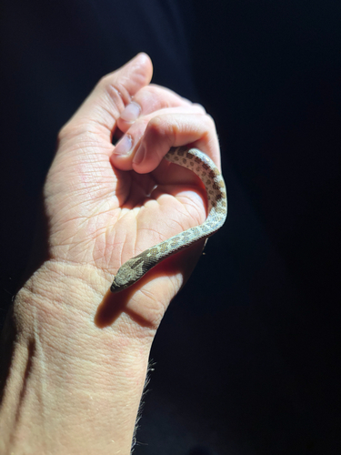 Chihuahuan Nightsnake