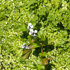 Agriocnemis femina oryzae