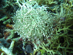 Euphyllia glabrescens