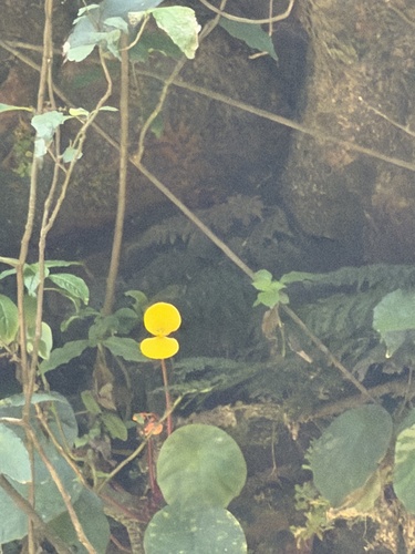 Begonia pulcherrima