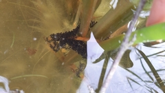 Pelobates fuscus insubricus