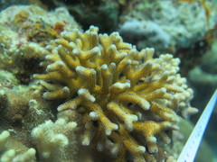 Seriatopora caliendrum