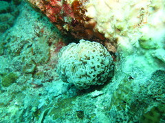 Fimbriaphyllia ancora