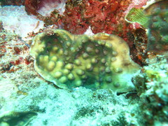 Mycedium elephantotus