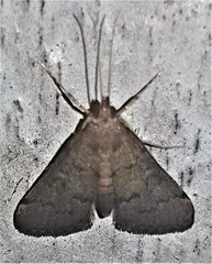 Piletocera macroperalis