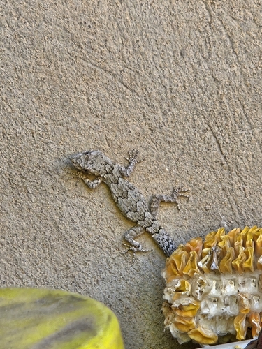 Eastern Mediterranean Thin-toed Gecko