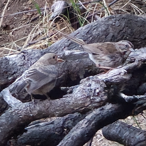 iNaturalist observation photo of Song Sparrow