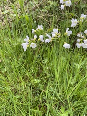 Cardamine pratensis