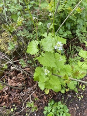 Alliaria petiolata