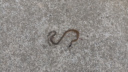 Chinese Many-tooth Snake