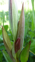Bilamellaria