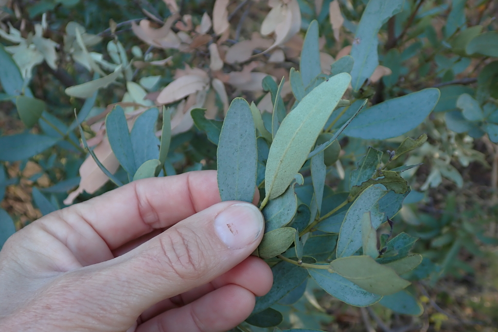 Euclea crispa; photograph (c) Karen Eichholz, some rights reserved (CC BY)
