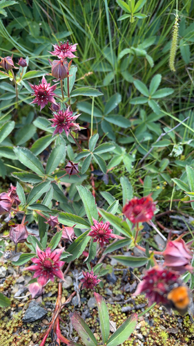 marsh cinquefoil