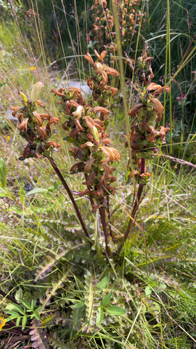 Moor-King Lousewort
