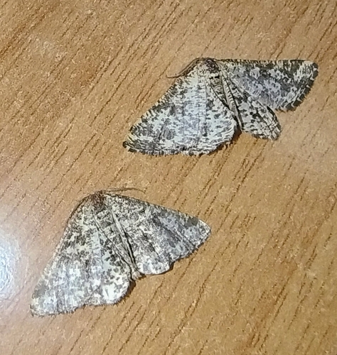 Heliomata glarearia