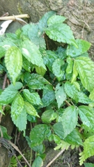 Elatostema cyrtandrifolium