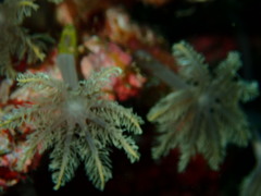 Clavularia
