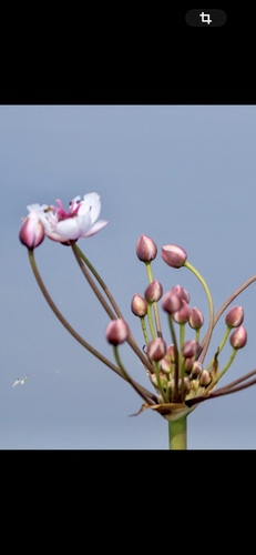 Flowering-rush