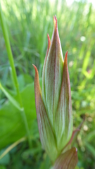 Bilamellaria